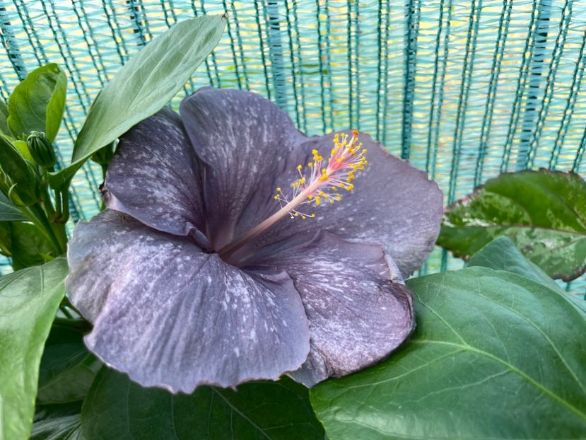  - 001 - Hibiscusi 2023