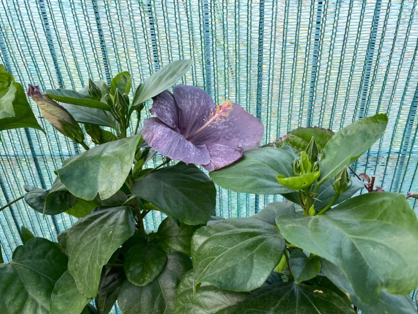  - 001 - Hibiscusi 2023