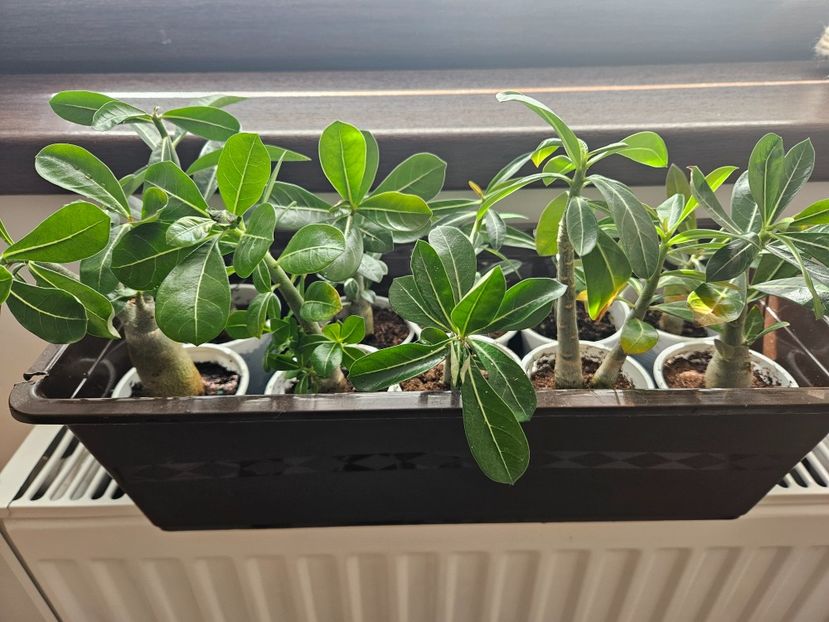  - 1A Adenium de vanzare