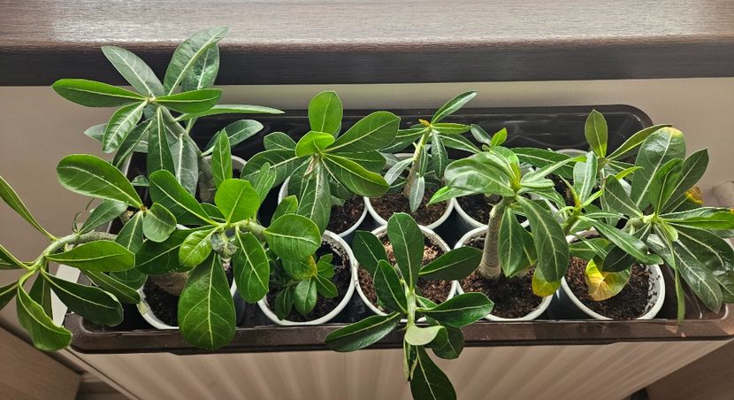  - 1A Adenium de vanzare