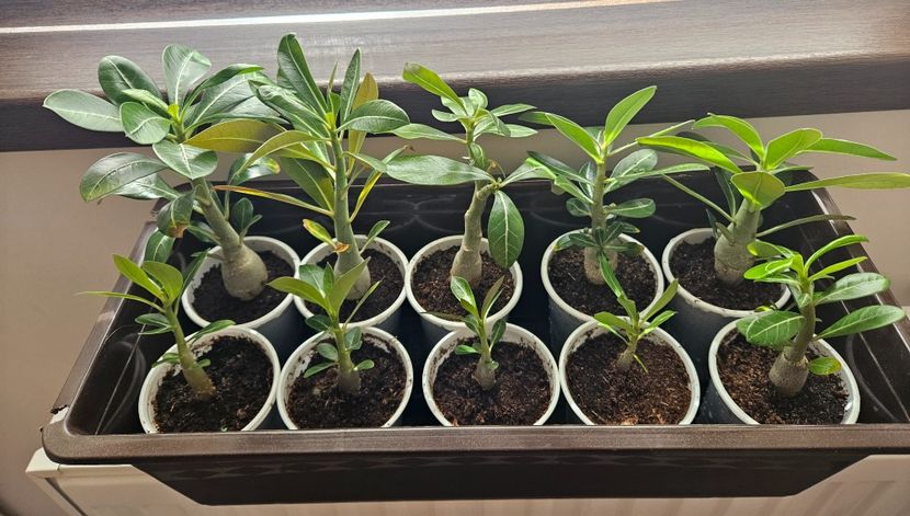  - 1A Adenium de vanzare