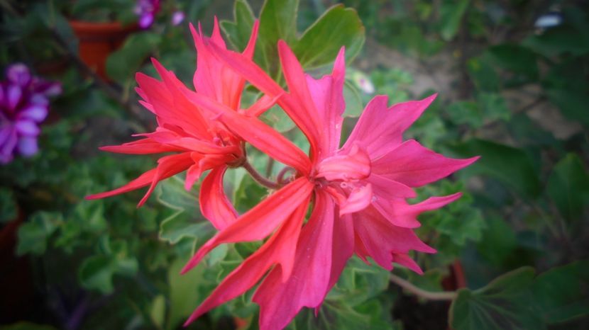  - Splendori in gradina