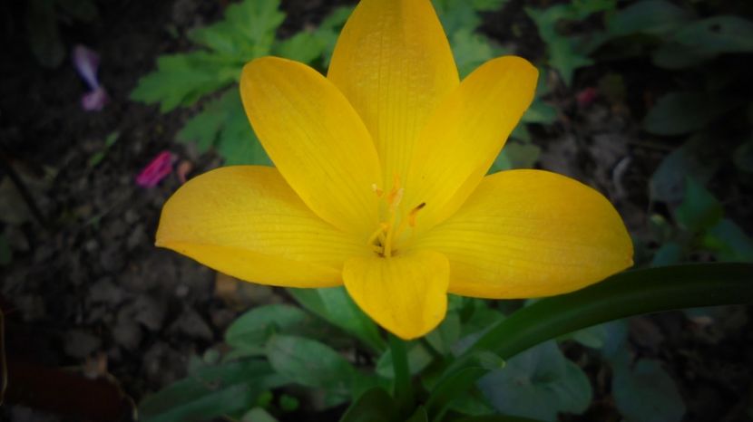 Stembergia,dar fara parfum... - Splendori in gradina