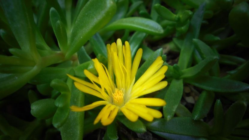 Splendida,delicata floare de cristal(delosperma) - Splendori in gradina