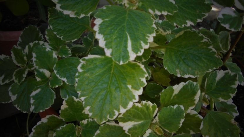 Roinita variegata,deosebita - Splendori in gradina