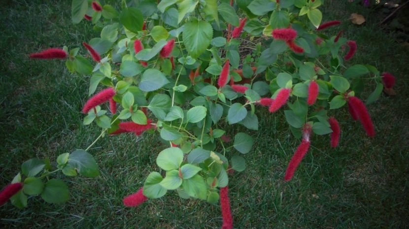 Superba acalypha - Splendori in gradina