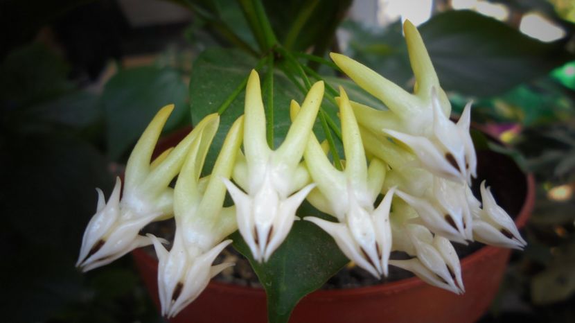 Multiflora,de mare gingasie... - Splendori in gradina