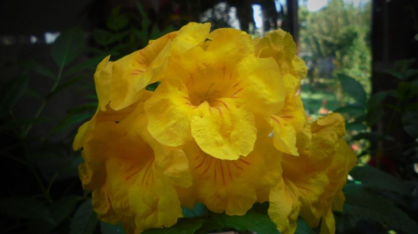 Tecoma stans  abia acum se-mpodobeste! - Splendori in gradina