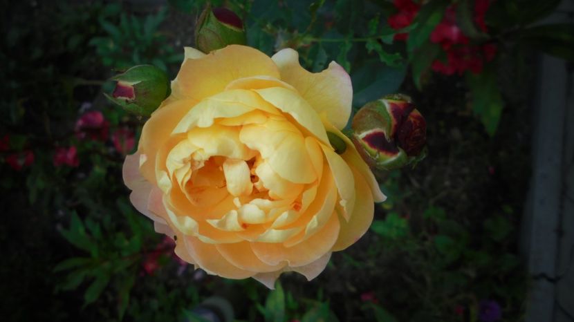  - Splendori in gradina