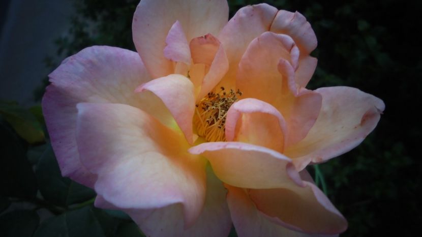  - Splendori in gradina