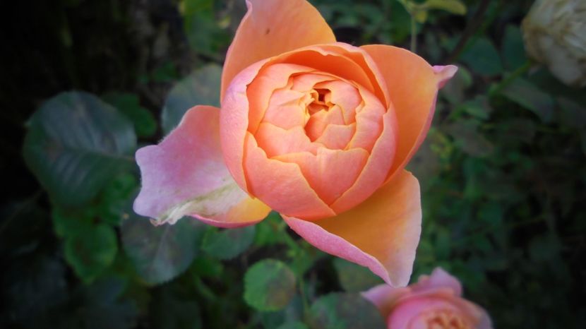  - Splendori in gradina