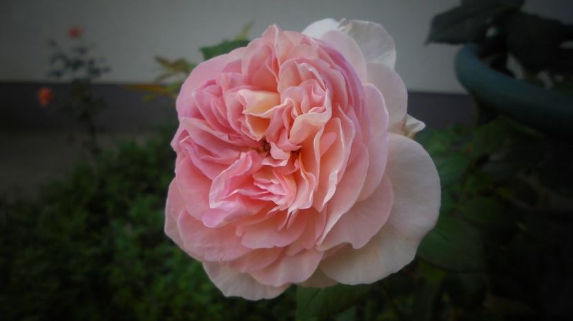  - Splendori in gradina