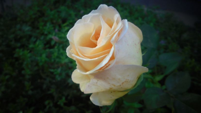  - Splendori in gradina