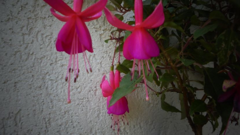 Multumesc,domnule Marin - Splendori in gradina