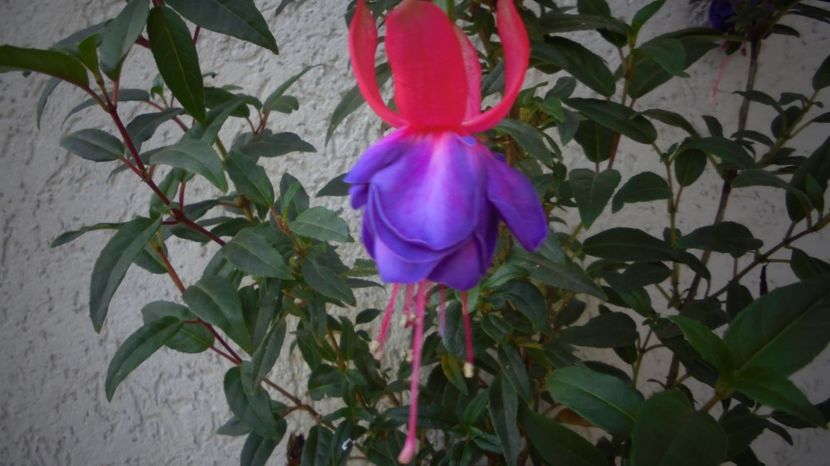 pentru - Splendori in gradina