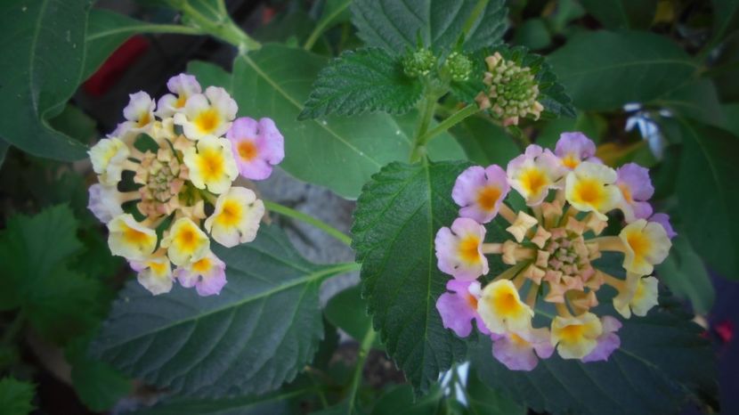  - Splendori in gradina