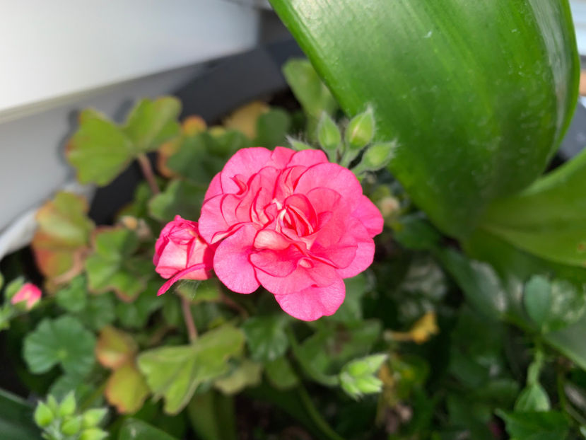  - Plante de interior 2023