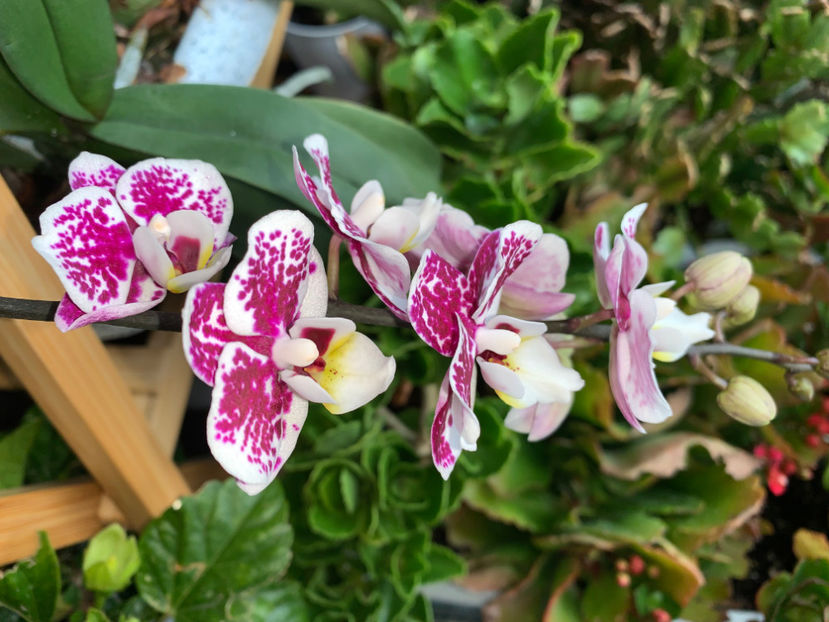  - Plante de interior 2023