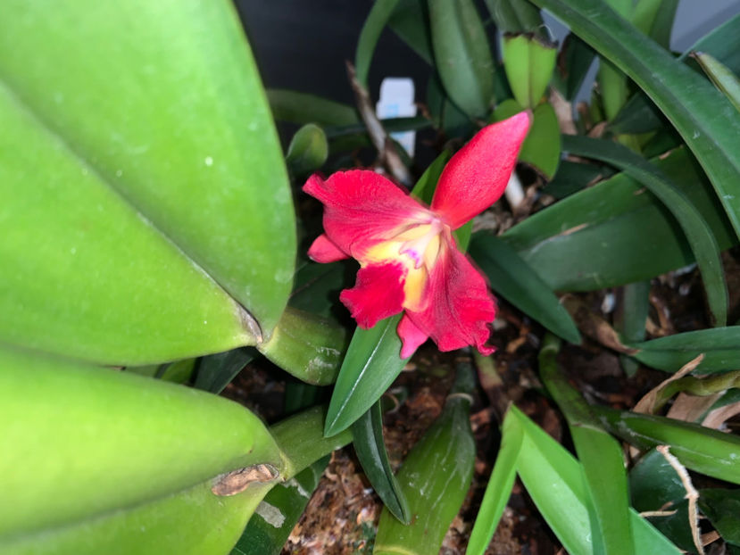  - Plante de interior 2023