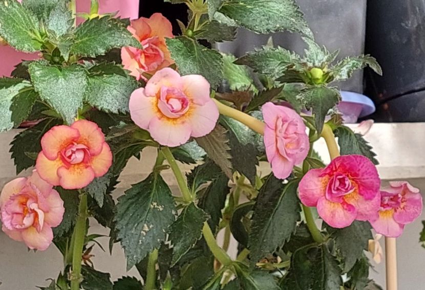  - AAA RIZOMI ACHIMENES DISPONIBILI -2023