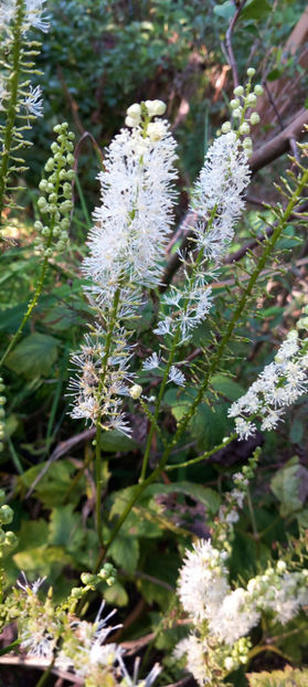  - 2023 - 03 - Toamna