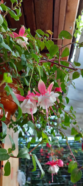  - 2023 - 03 - Toamna