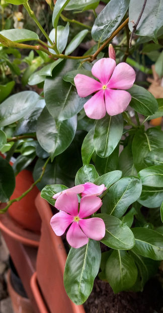  - 2023 - 03 - Toamna