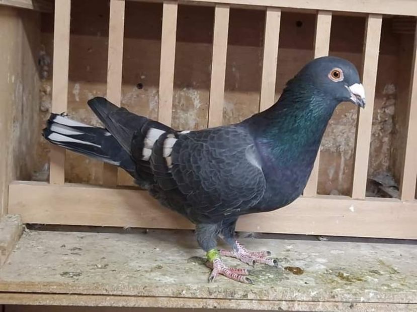  - Nu îmi aparțin 6