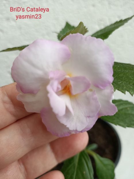 29.09.2023 - BriDs Cataleya