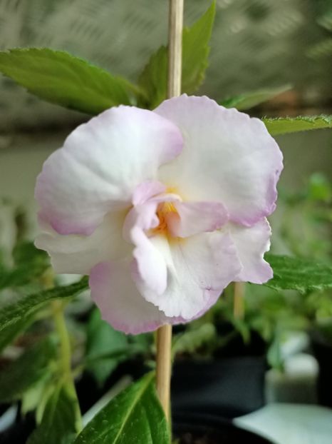 29.09.2023 - BriDs Cataleya