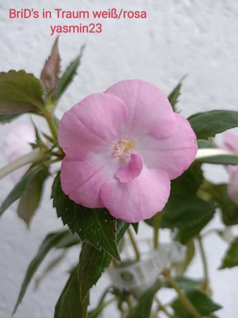 29.09.2023 - BriDs Traum in weiß rosa
