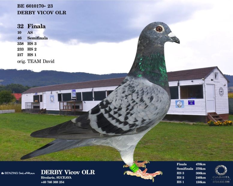 23 - 6010170 BE- Col.Vicov - Porumbei columbodroame