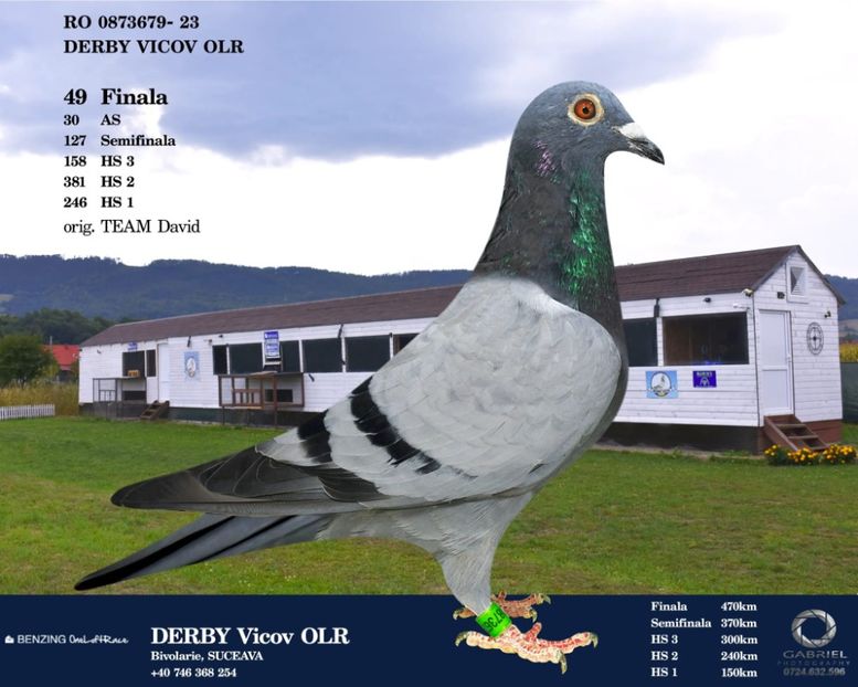 23 - 873679- Col.Vicov - Porumbei columbodroame