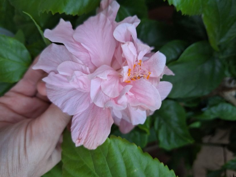 Enid lewis - 25 lei - disponibil lastari neinradacinati de hibiscus