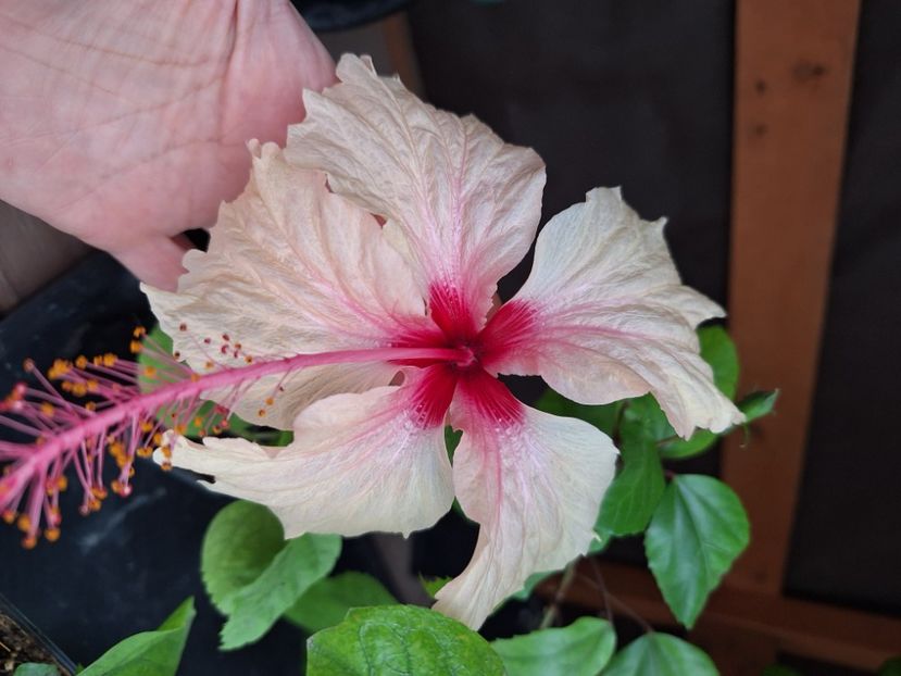 Rowena weding - 25 lei - disponibil lastari neinradacinati de hibiscus