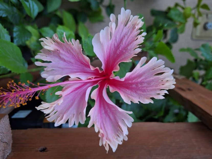 Hawaian salmon - 20 lei - lastari rezervati