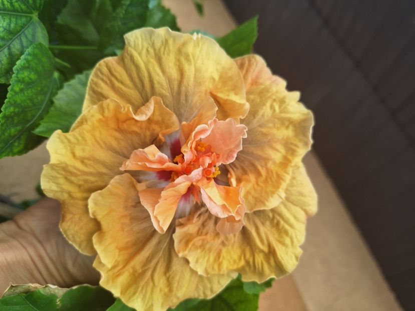 Emma Rein of terror - 40 lei - lastari rezervati