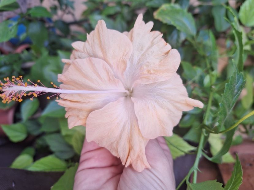 Cream lady - 20 lei - disponibil lastari neinradacinati de hibiscus
