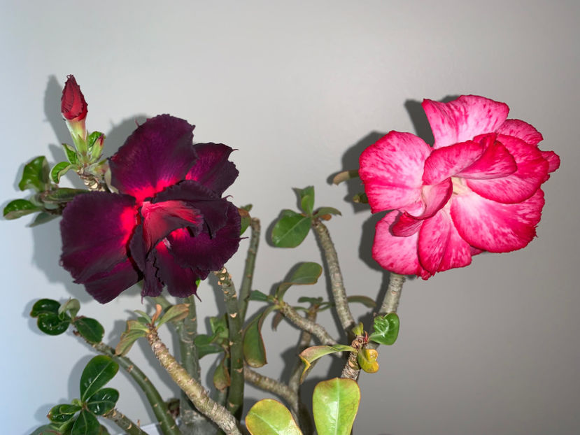  - Plante de interior 2023