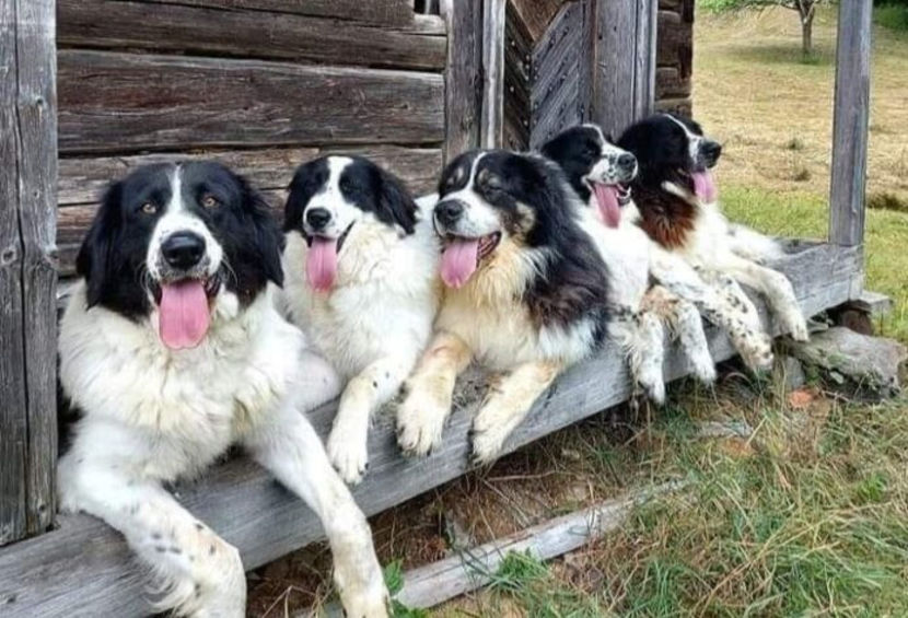 caini-pastorala-lovis-teana-facebook-zrb9-mrp4-696x474 - Animale in lume