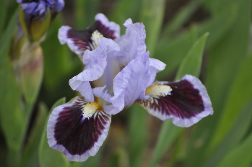 EARTH AND SKY - IRISI PITICI 2023