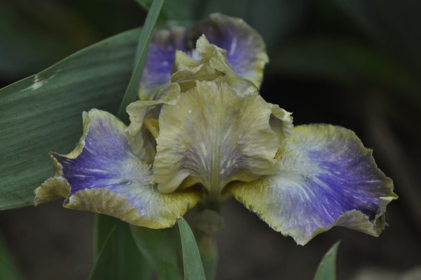 EGGHEAD - IRISI PITICI 2023