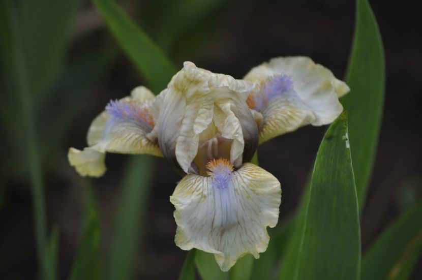 ESOTERIC - IRISI PITICI 2023