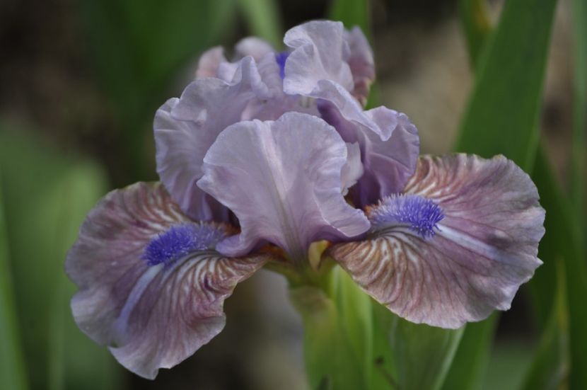 FAB LIFE - IRISI PITICI 2023