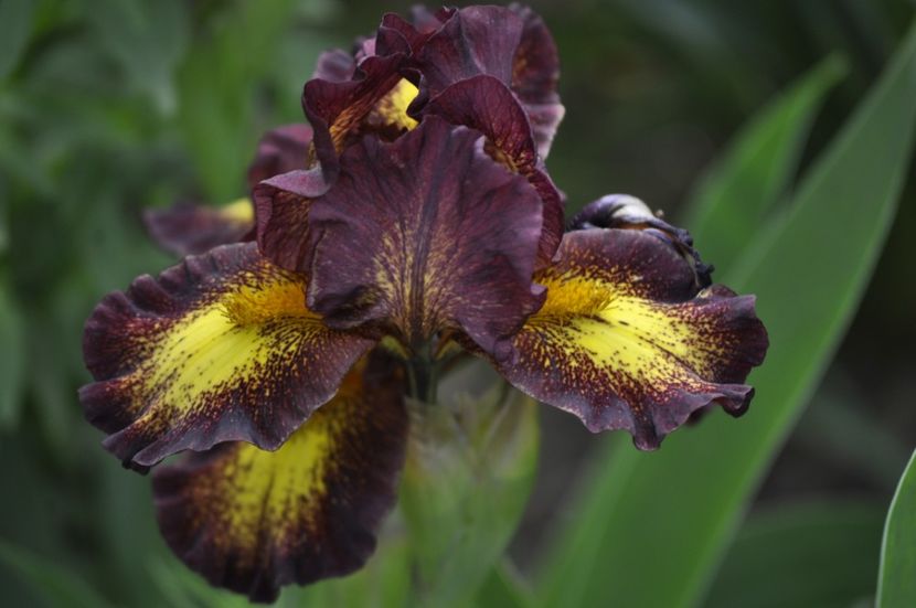 FIRESTORM - IRISI PITICI 2023