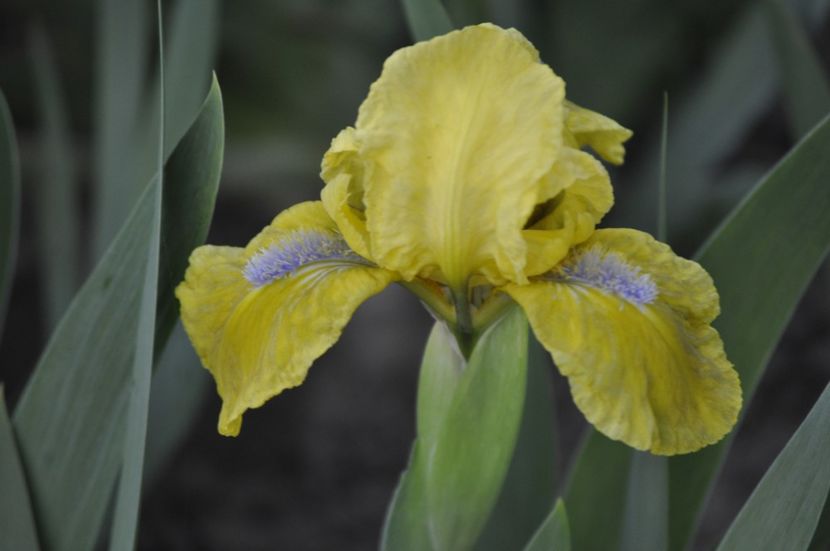 GALLEON GOLD - IRISI PITICI 2023