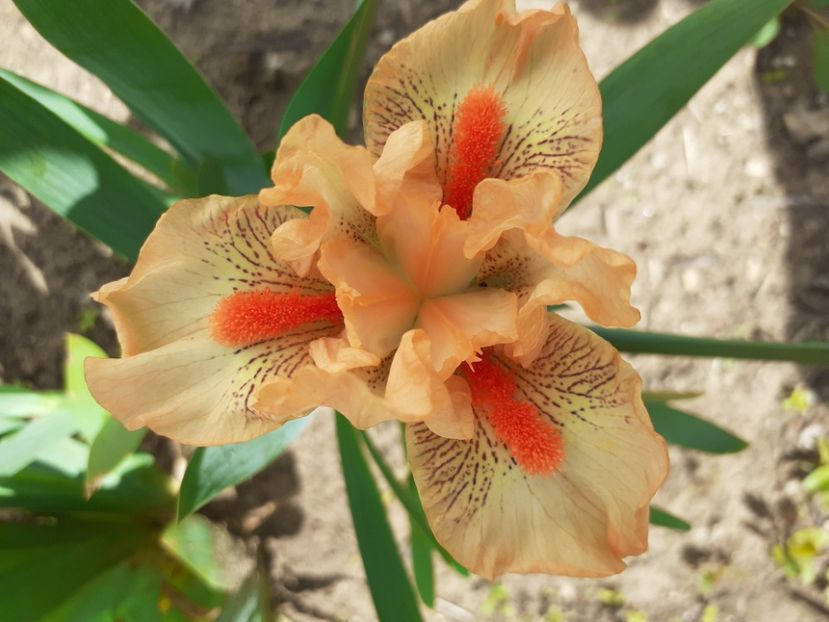 INTO THE SUNSET - IRISI PITICI 2023