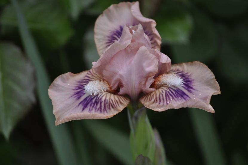 JEWELS - IRISI PITICI 2023