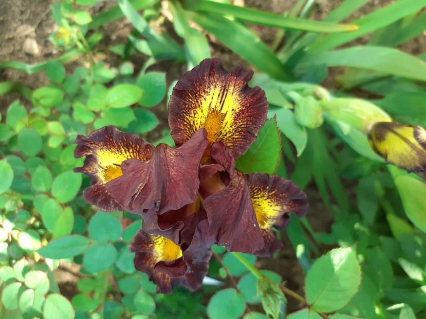 Kinki Boots - IRISI PITICI 2023