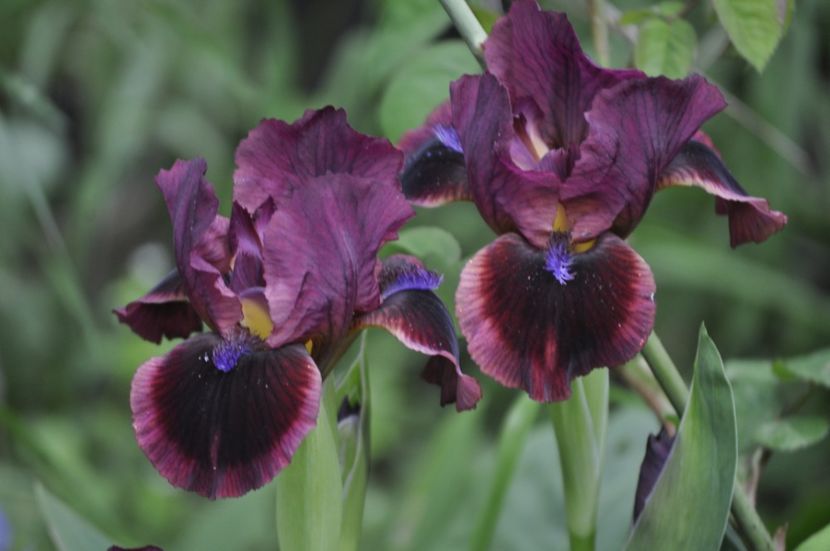 LADY IN RED - IRISI PITICI 2023